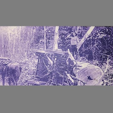 You should always carry tree insurance!