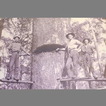 Tree removal old school