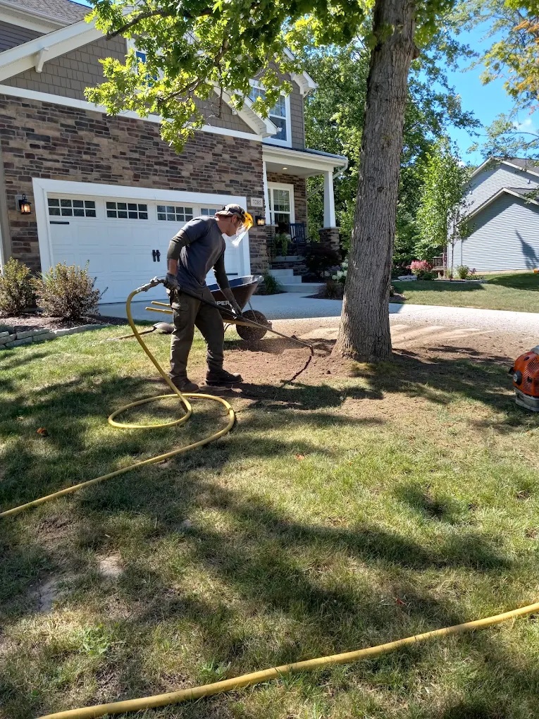 A certified arborist inspecting a tree for health and disease